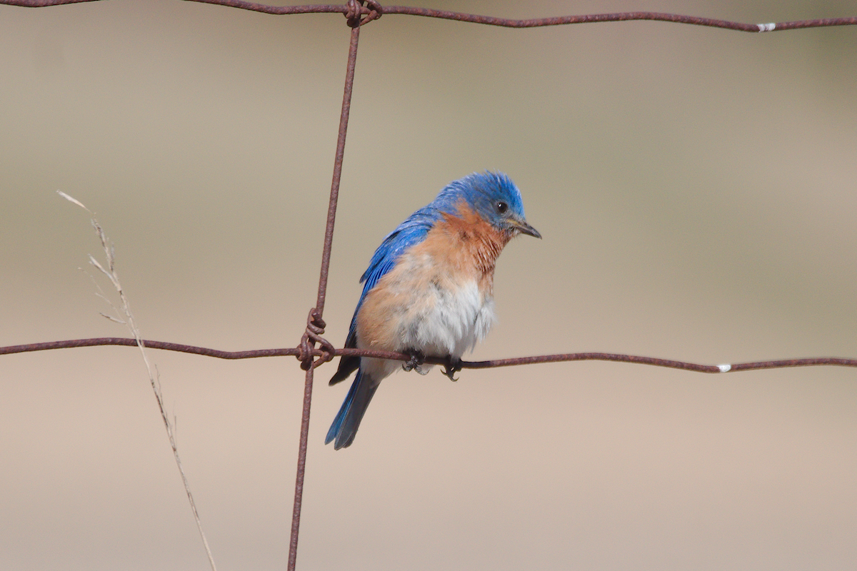 Eastern Bluebird - Maurice Thibaudeau