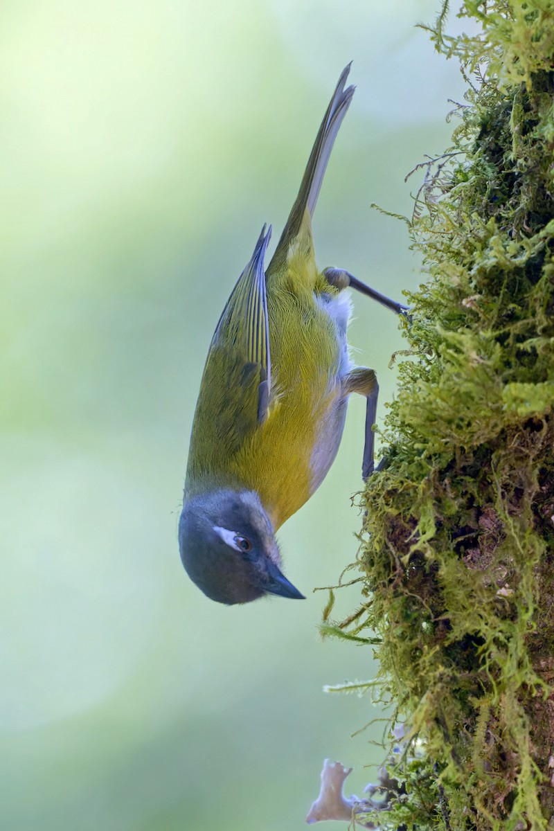 Common Chlorospingus - Thomas Burns