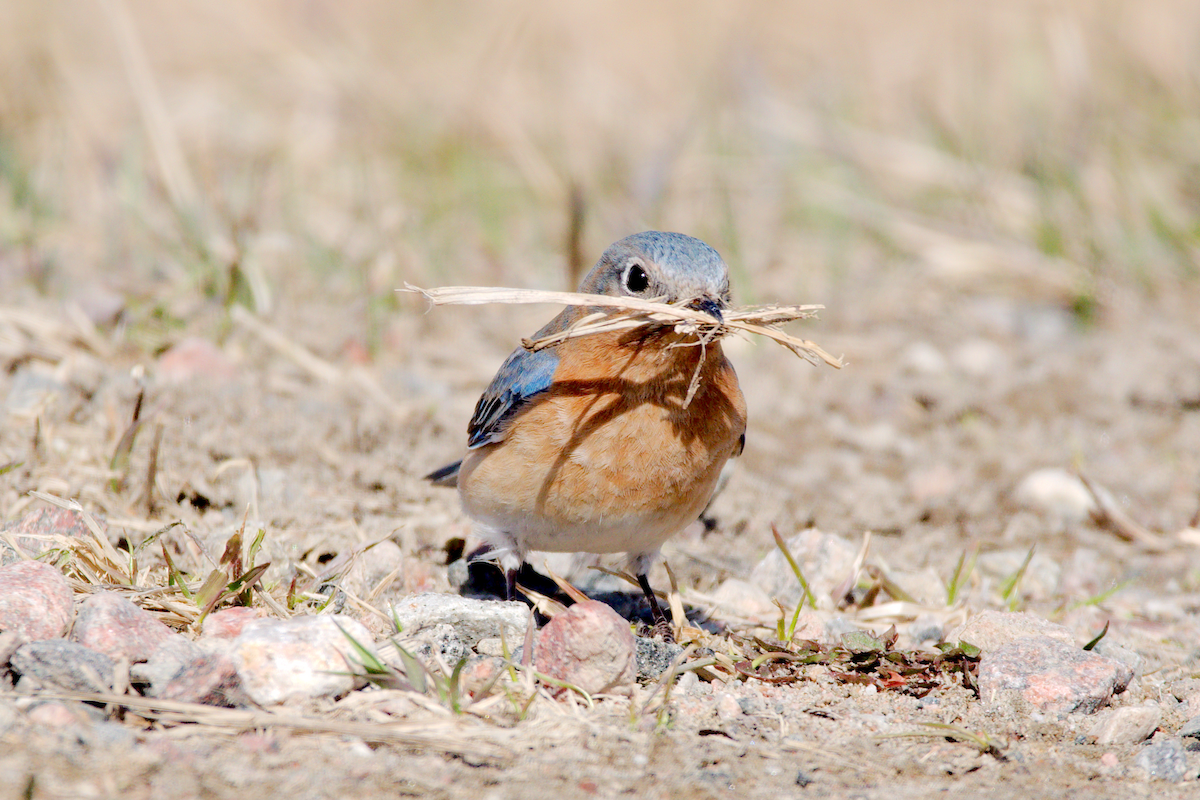 Eastern Bluebird - ML617152634