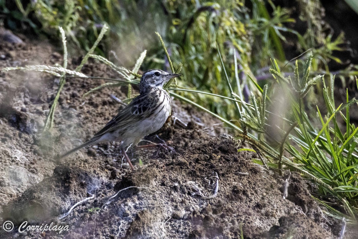 Australian Pipit - Fernando del Valle