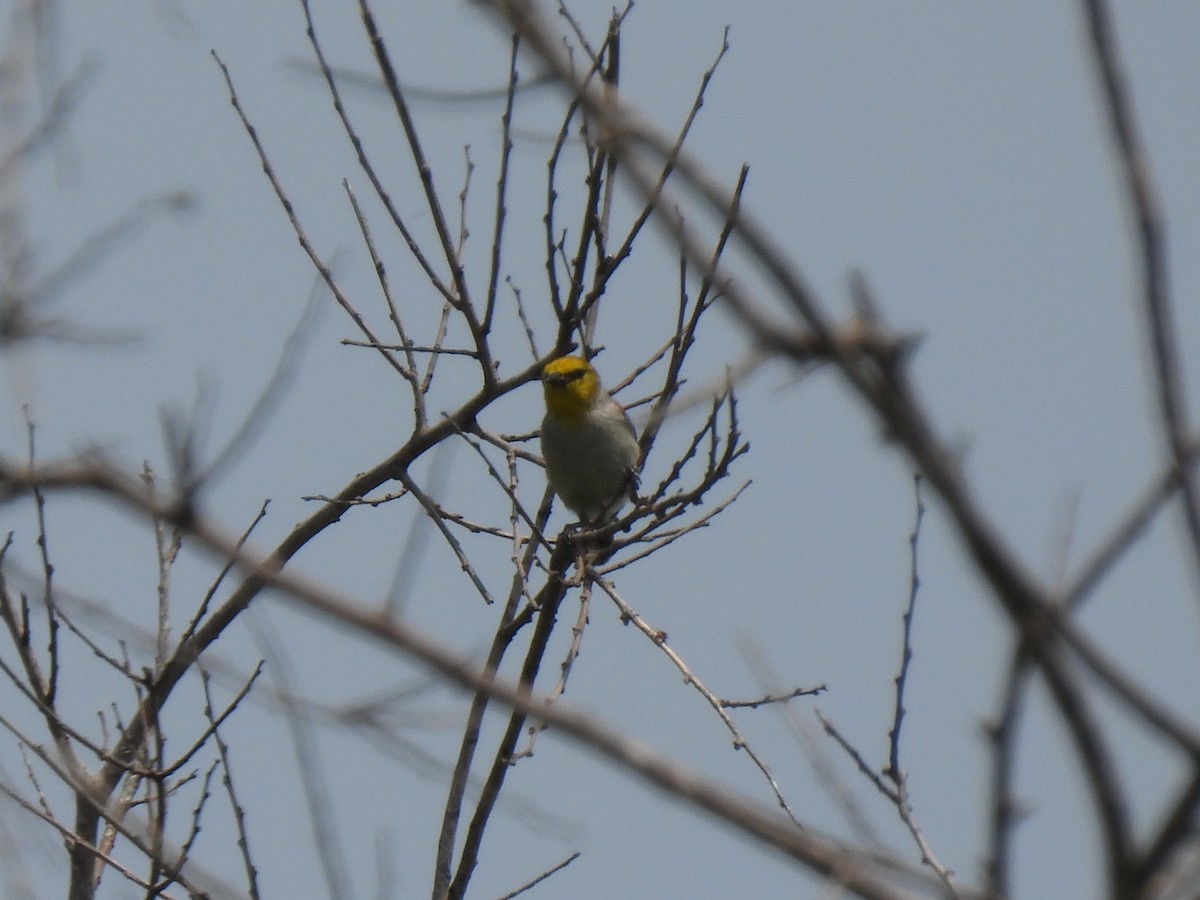 Verdin - ML617152642