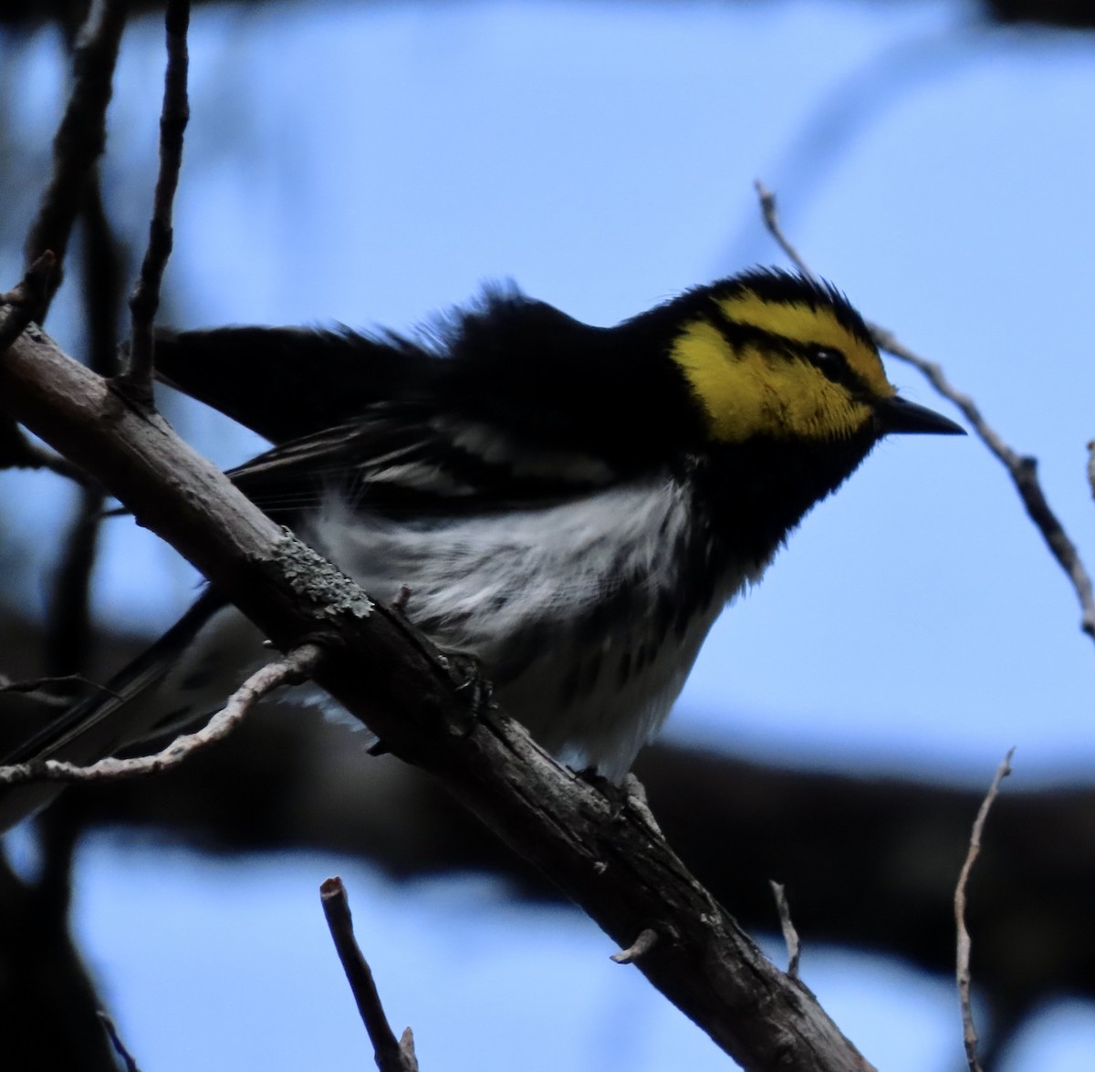 Golden-cheeked Warbler - ML617152657