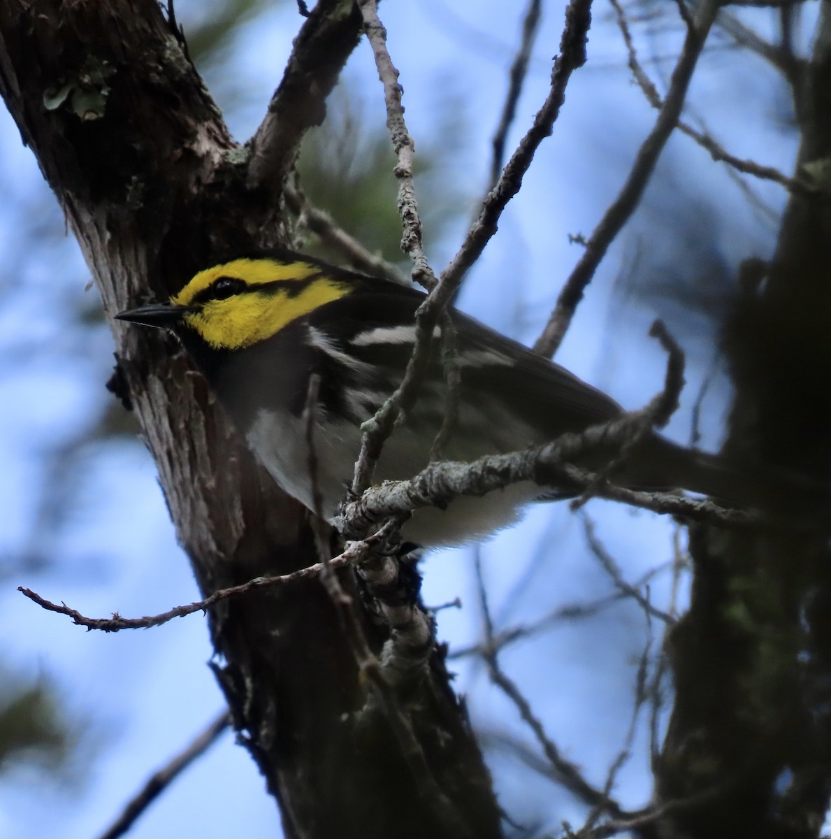 Golden-cheeked Warbler - ML617152658