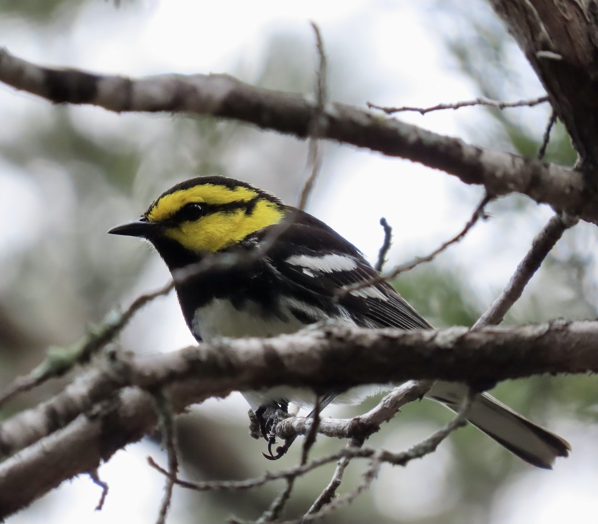 Golden-cheeked Warbler - ML617152661