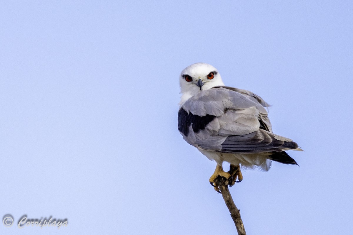 Black-shouldered Kite - Fernando del Valle
