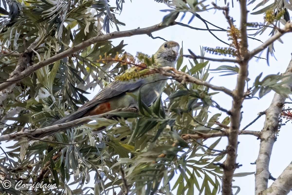 Pale-headed Rosella - ML617152691