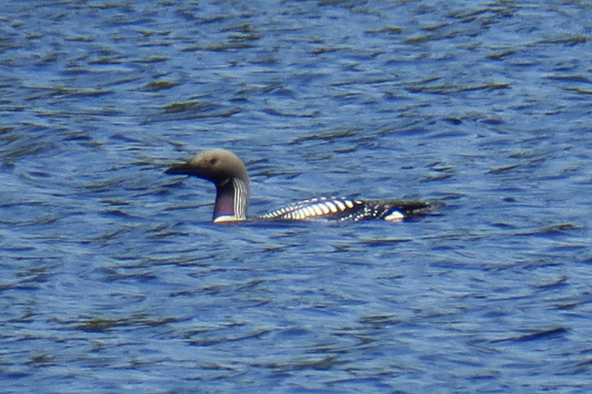 Arctic Loon - ML617152697