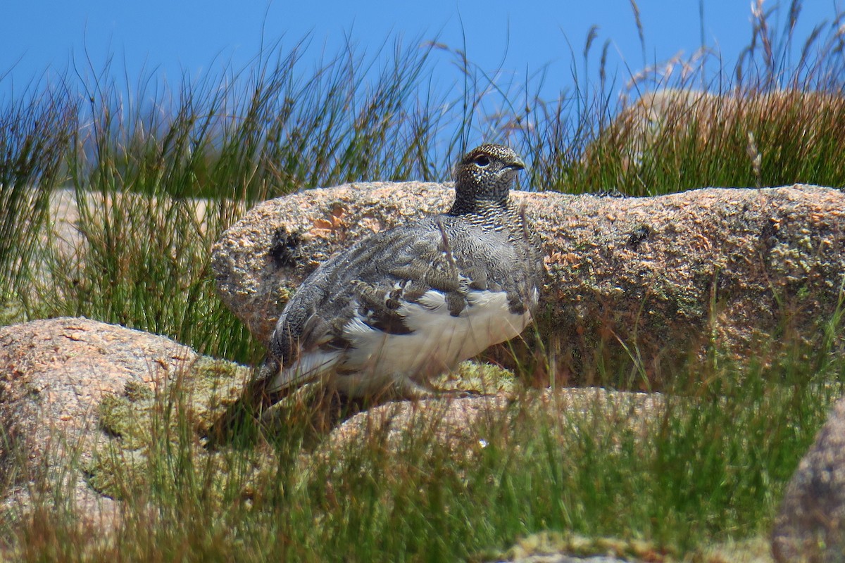 Rock Ptarmigan - ML617152727