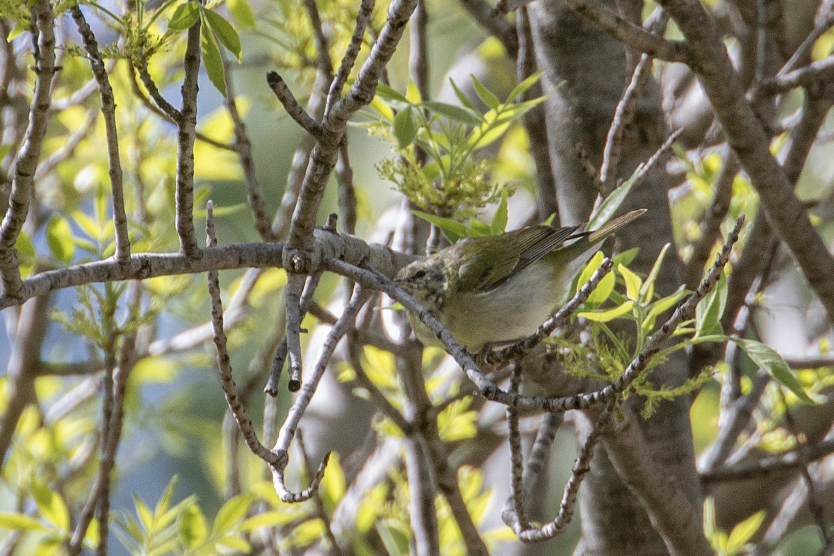 Tennessee Warbler - ML617152753