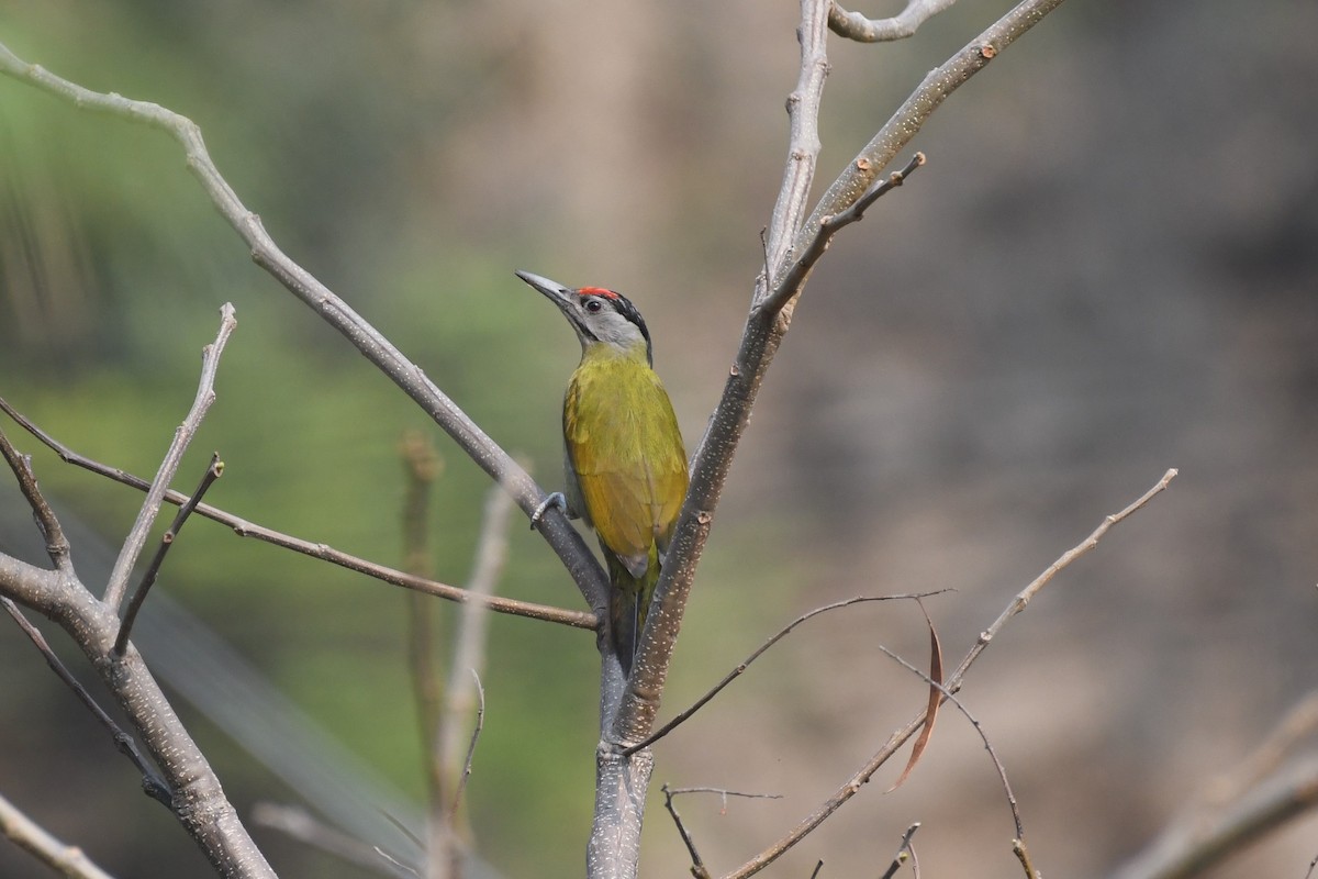 Gray-headed Woodpecker - ML617152762