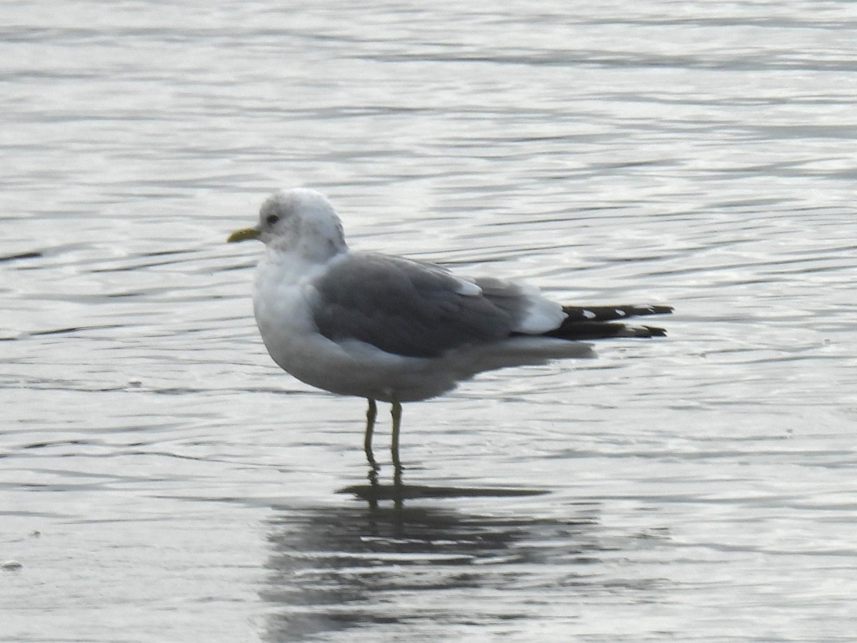 Short-billed Gull - ML617152765