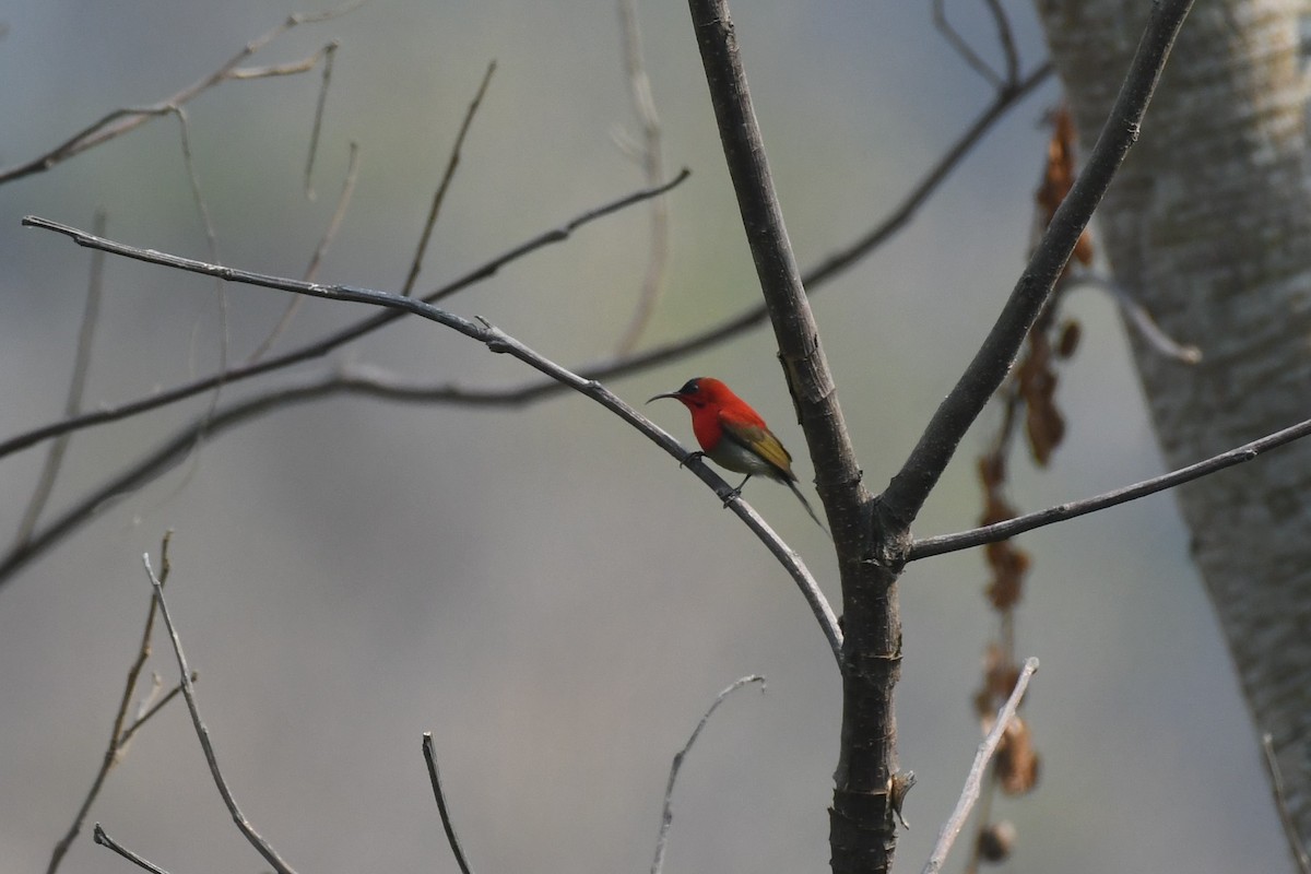 Crimson Sunbird - ML617152768