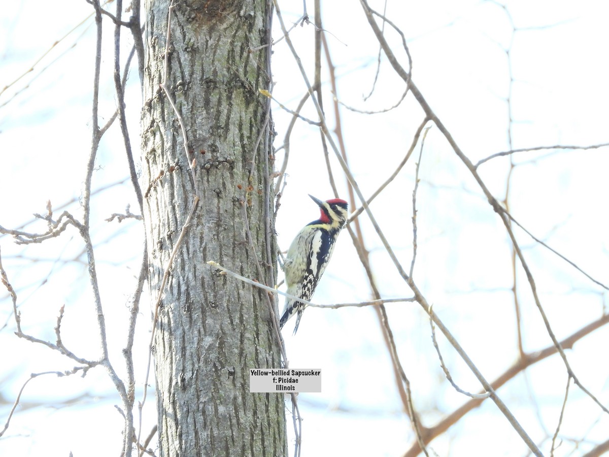 Yellow-bellied Sapsucker - Sterling Ingram