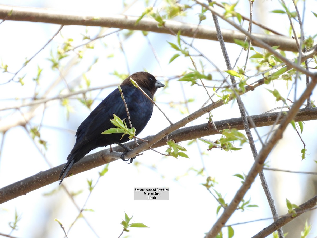 Brown-headed Cowbird - ML617152827