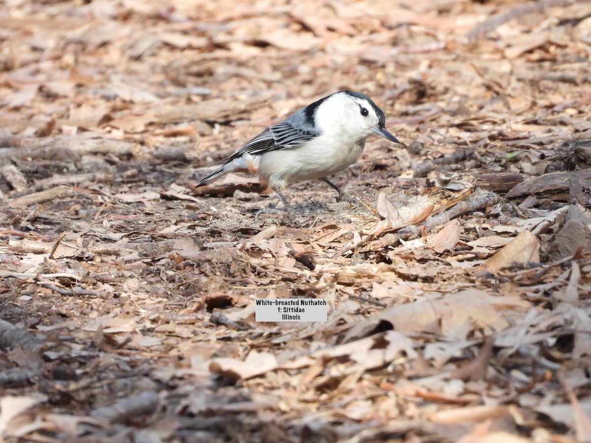 White-breasted Nuthatch - ML617152840