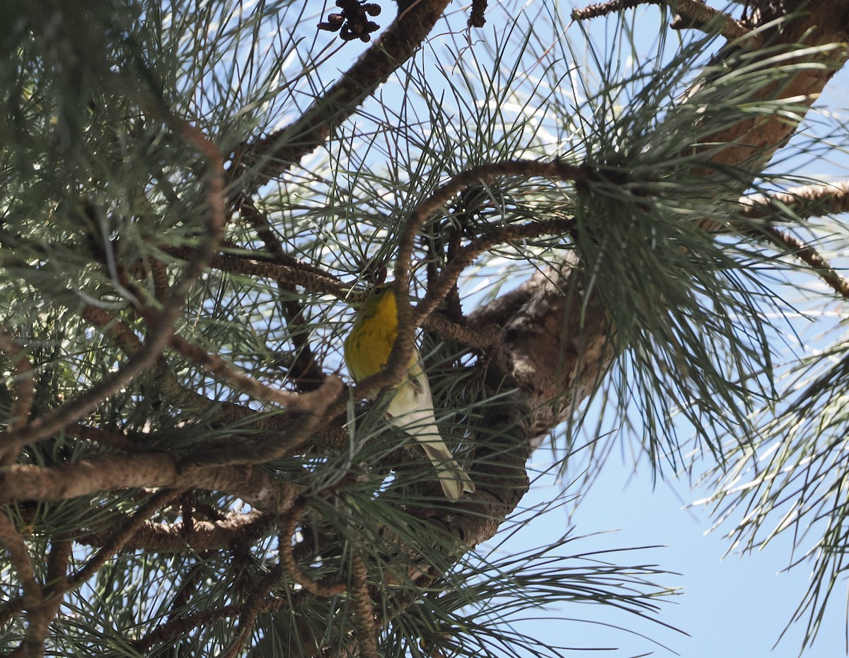 Pine Warbler - Evan Schumann