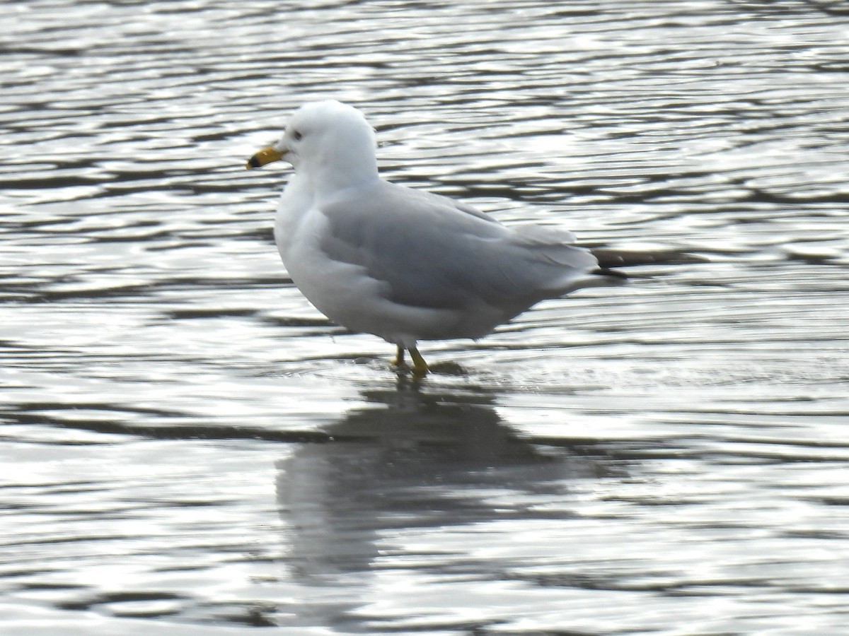 Ring-billed Gull - ML617152900