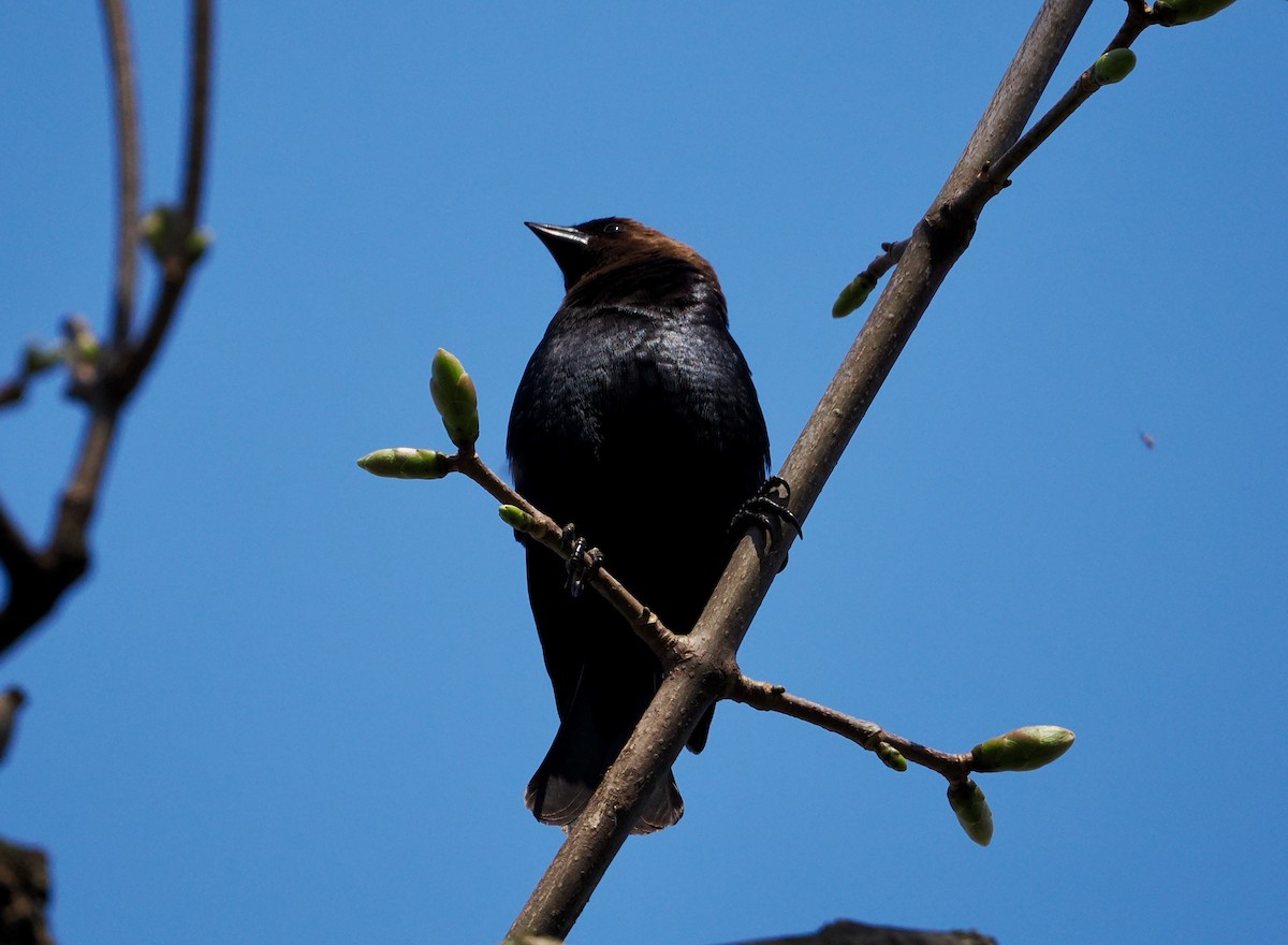 Brown-headed Cowbird - ML617152902