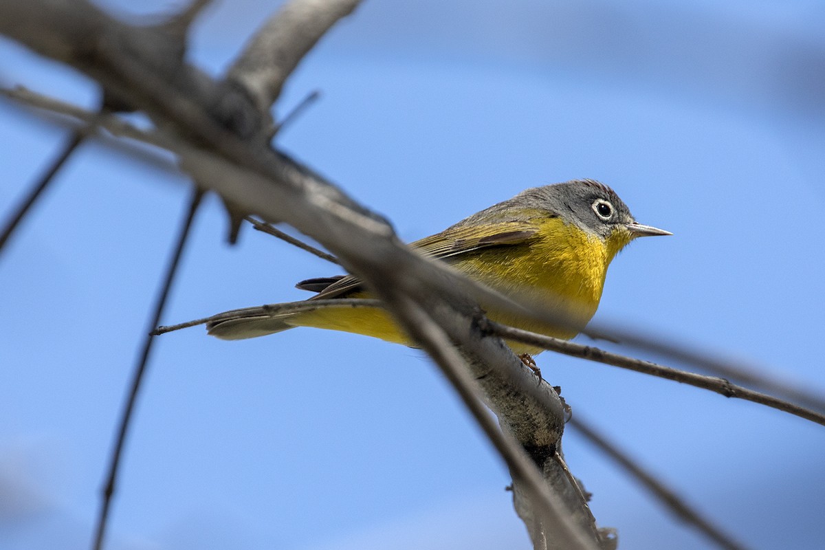 Nashville Warbler - ML617152915