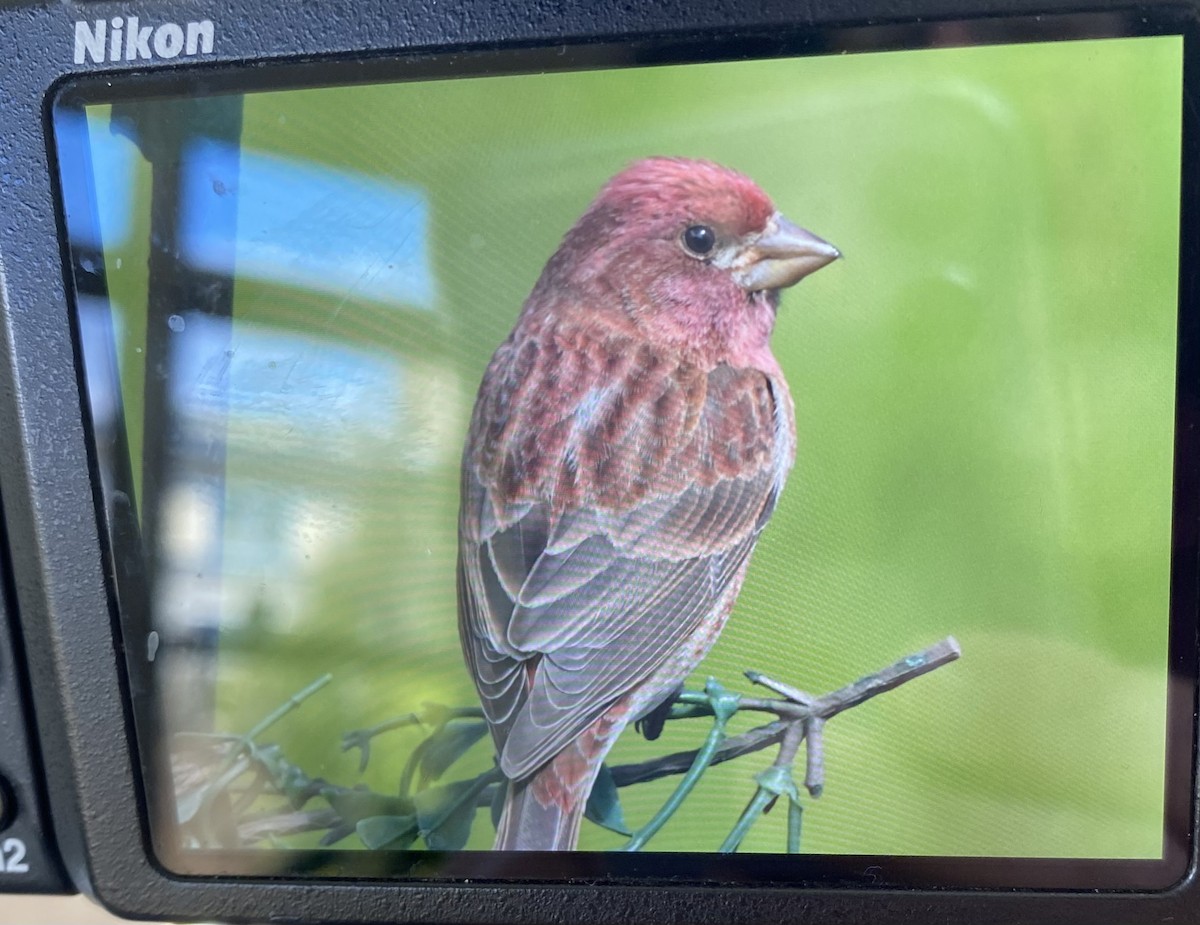 Purple Finch - ML617152918