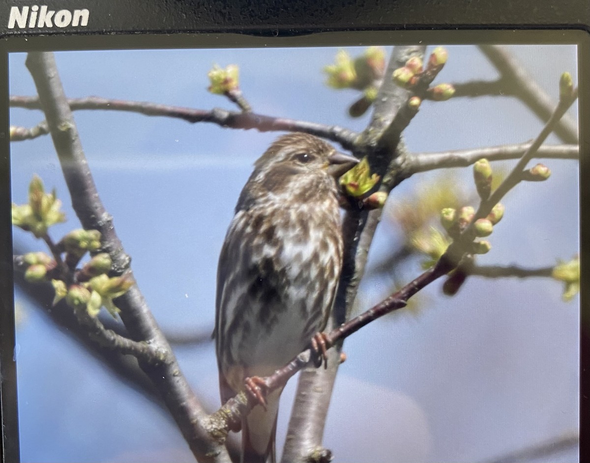 Purple Finch - ML617152919