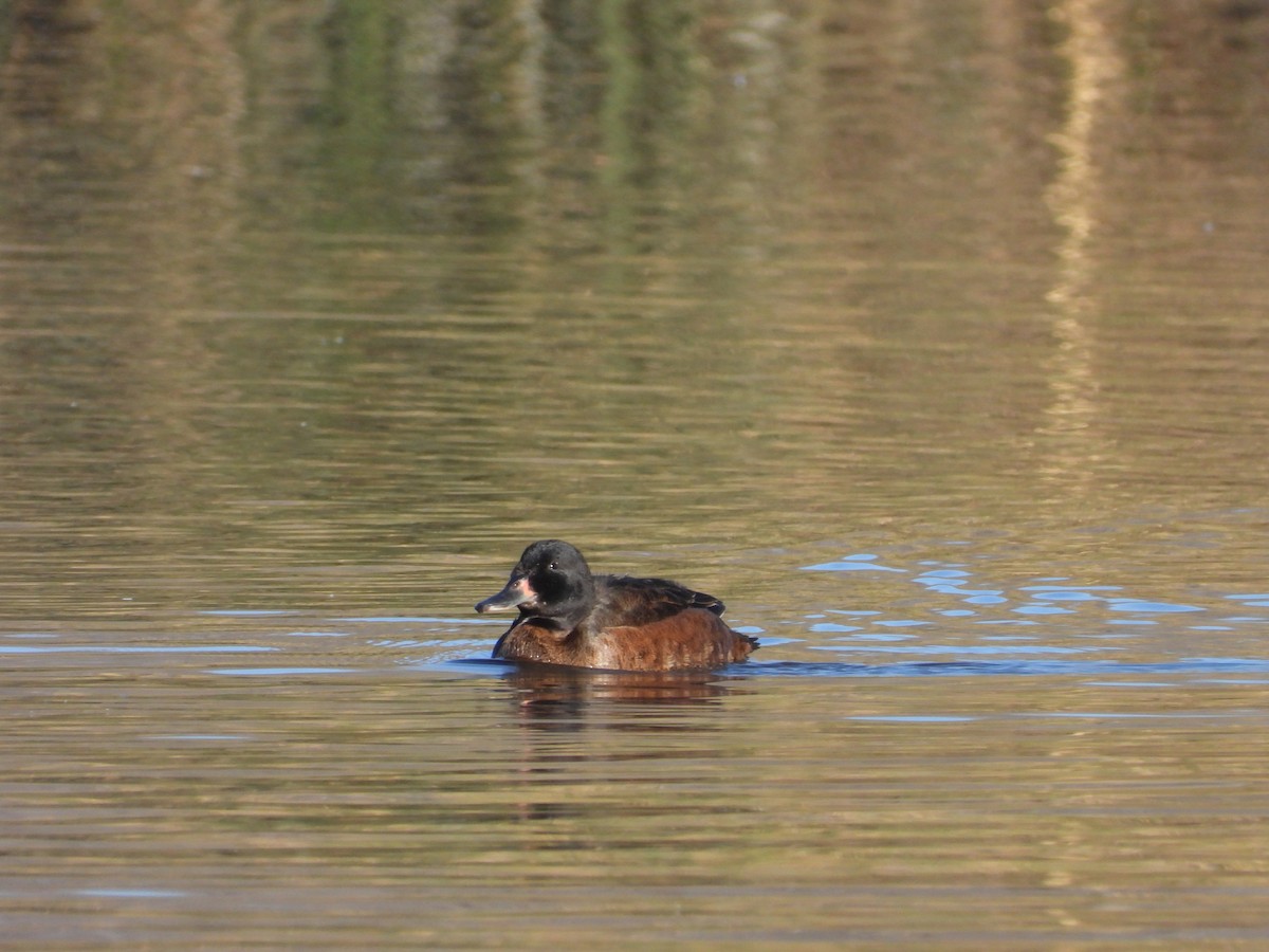 Black-headed Duck - ML617152958