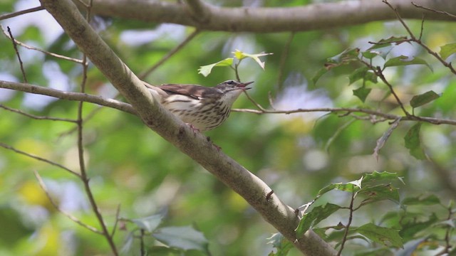 Louisiana Waterthrush - ML617153006