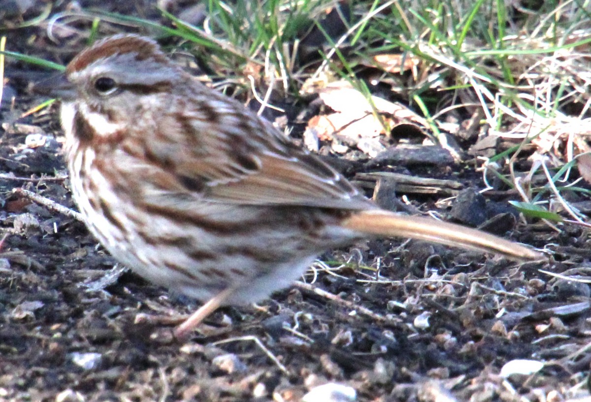 Song Sparrow (melodia/atlantica) - ML617153007