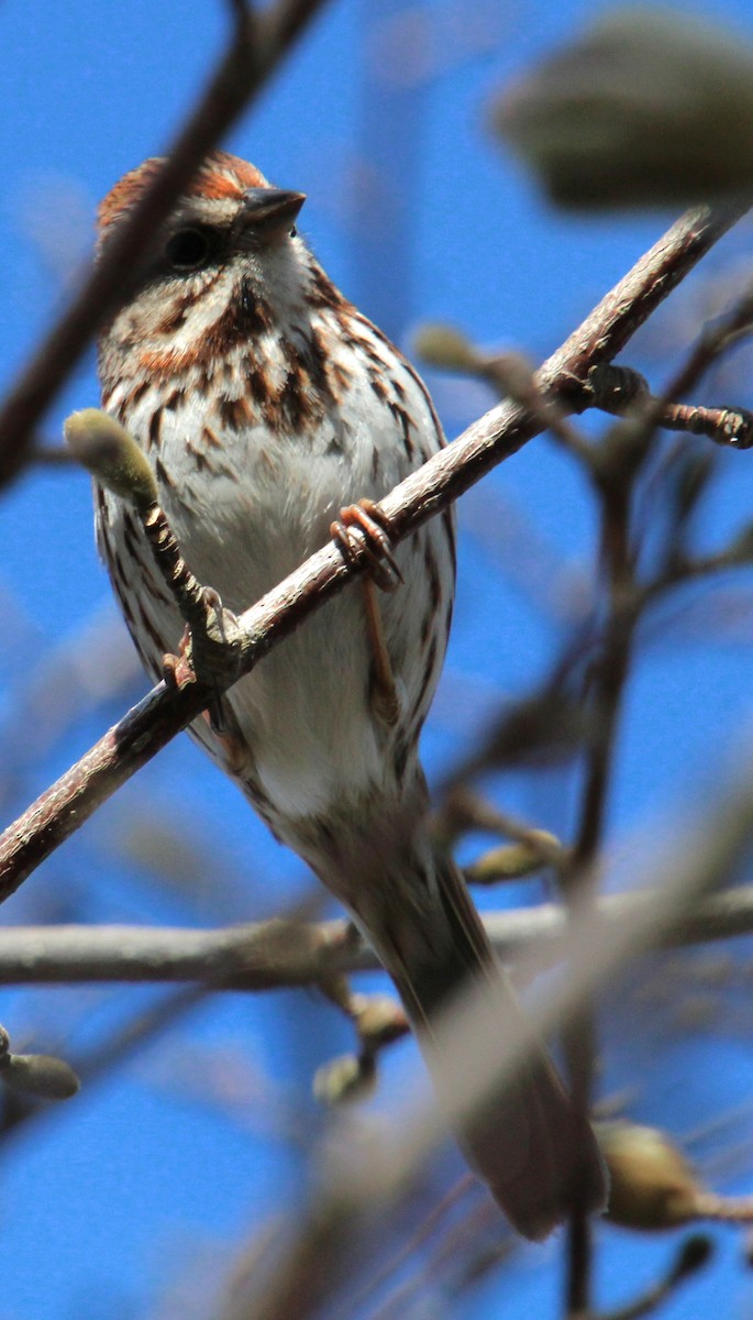 Song Sparrow (melodia/atlantica) - ML617153009