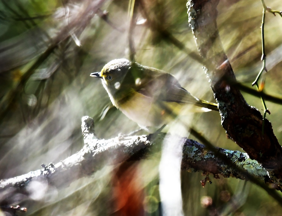 White-eyed Vireo - MJ Heatherington