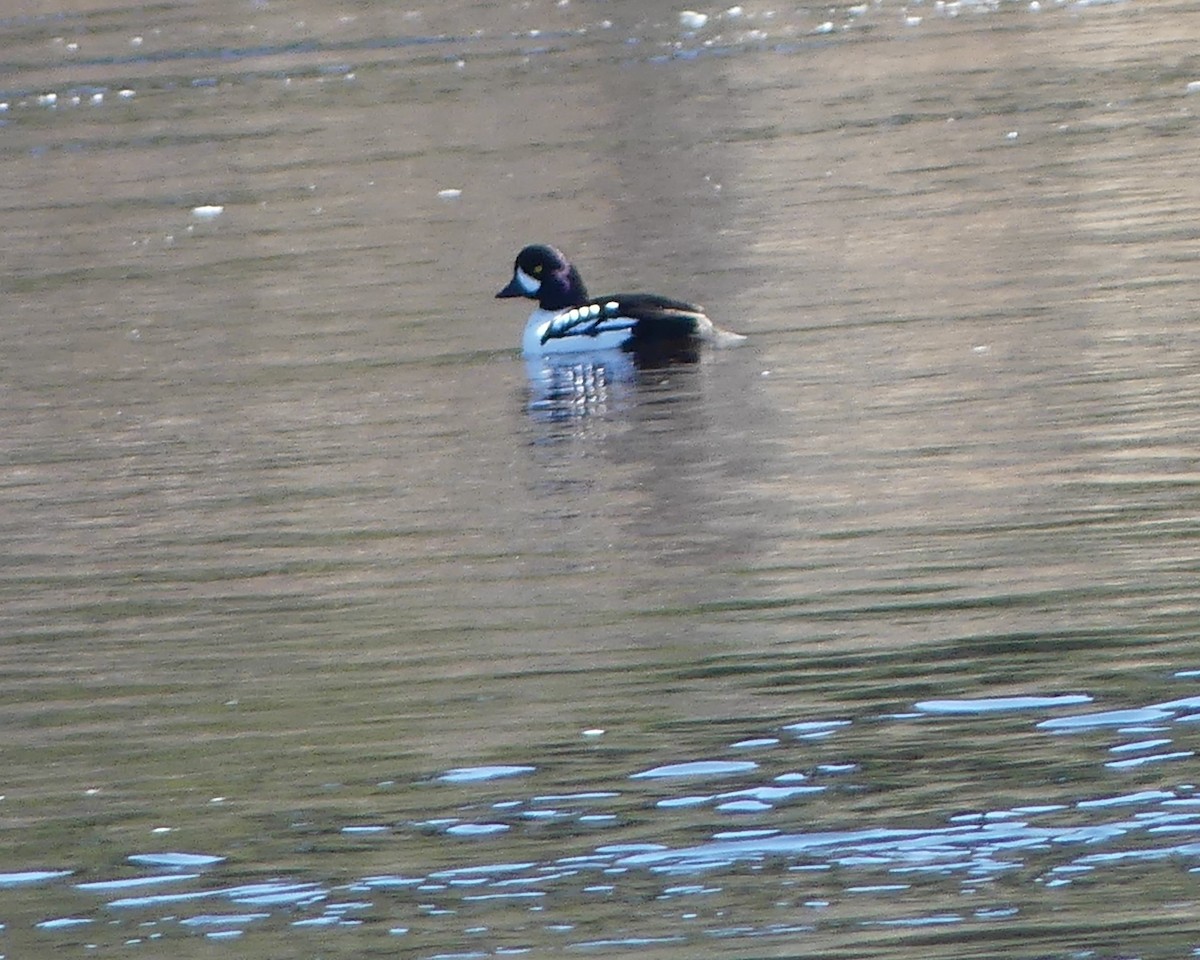 Barrow's Goldeneye - ML617153032