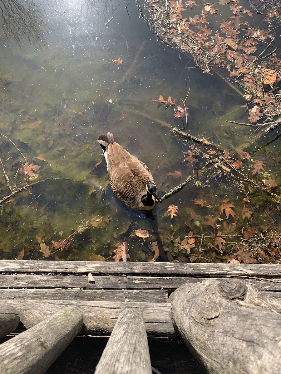 Canada Goose - ML617153034