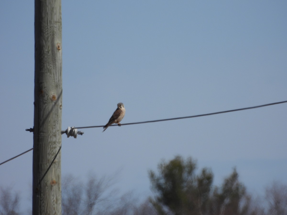 American Kestrel - Michelle Bélanger