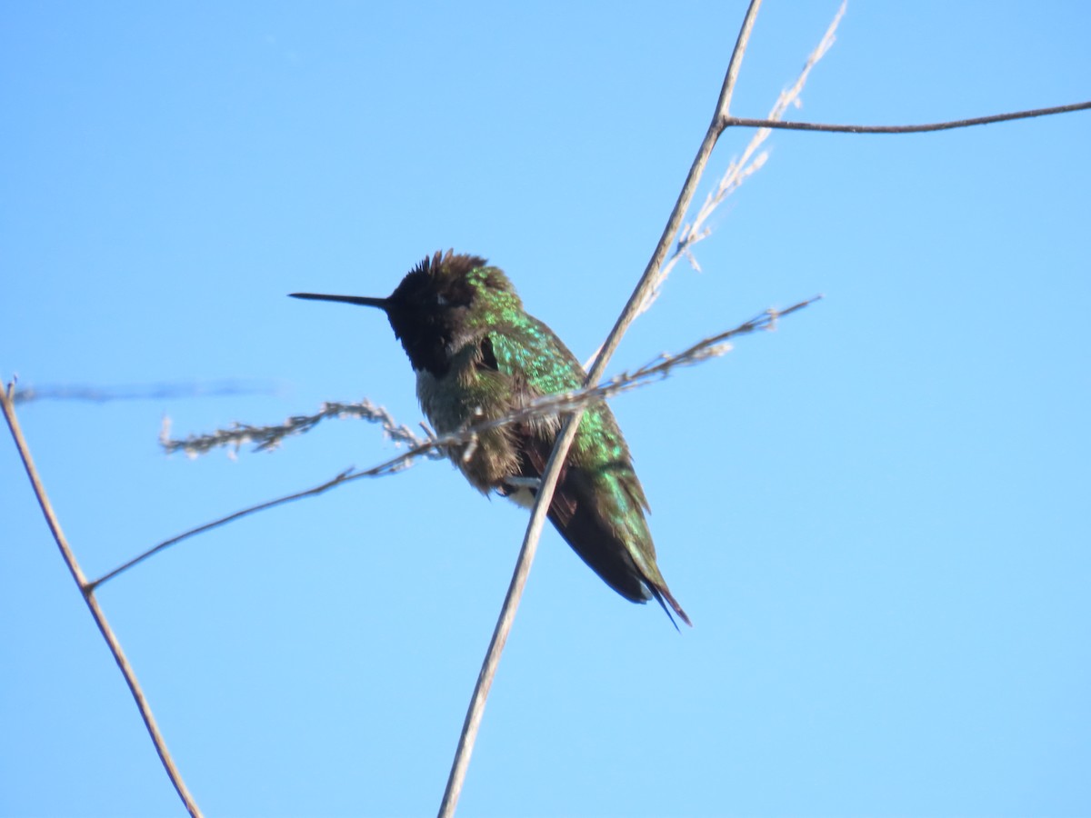 Anna's Hummingbird - ML617153056