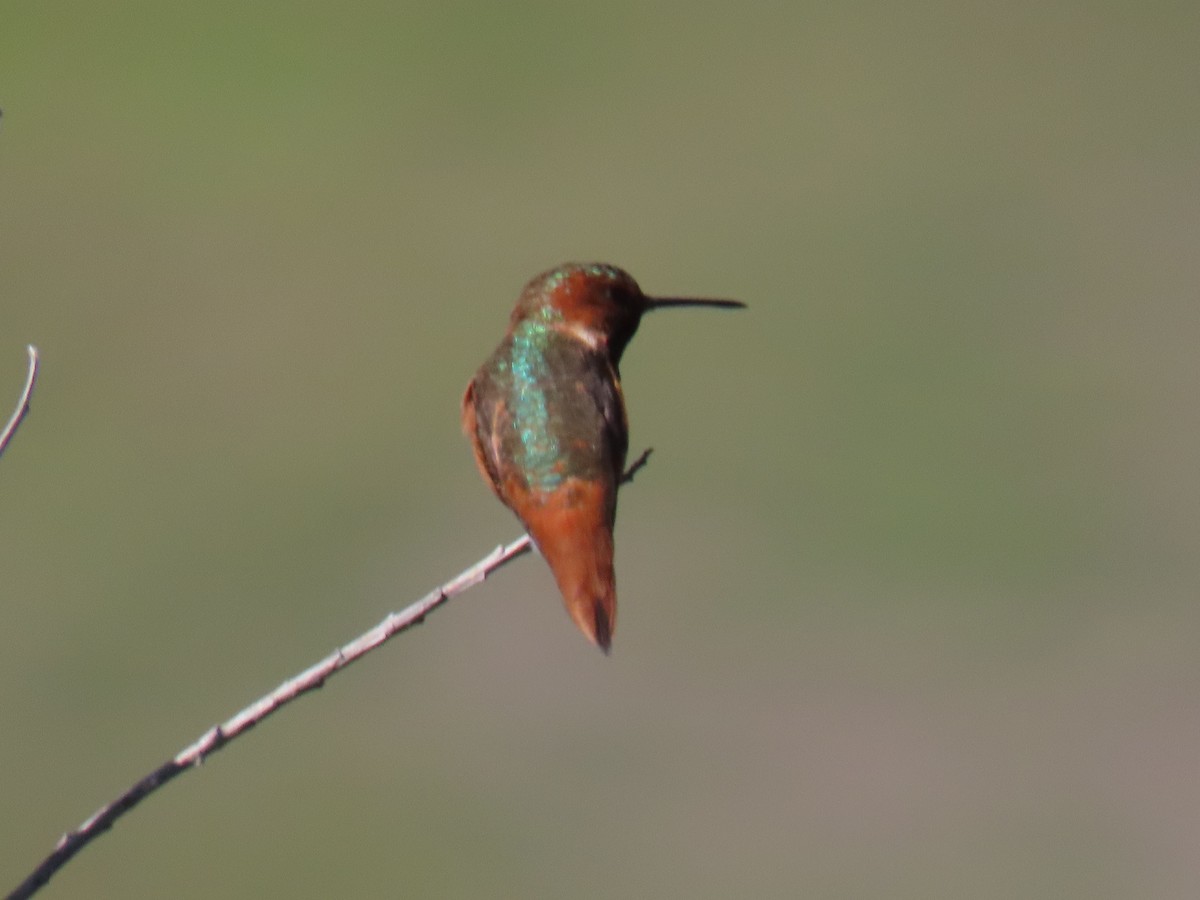 Allen's Hummingbird - Edie Shaw