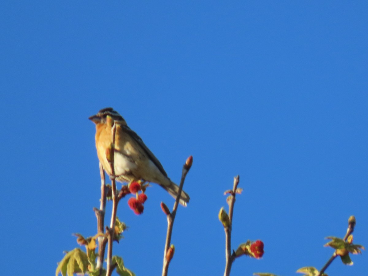 Black-headed Grosbeak - ML617153105