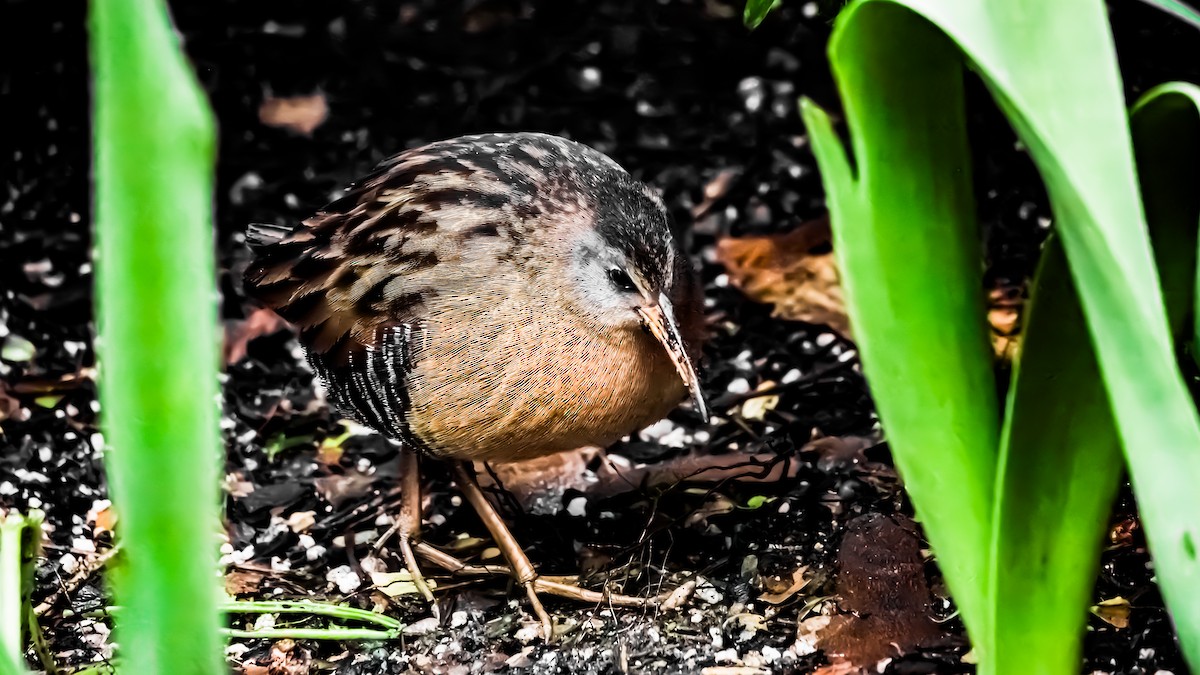 Virginia Rail - ML617153106