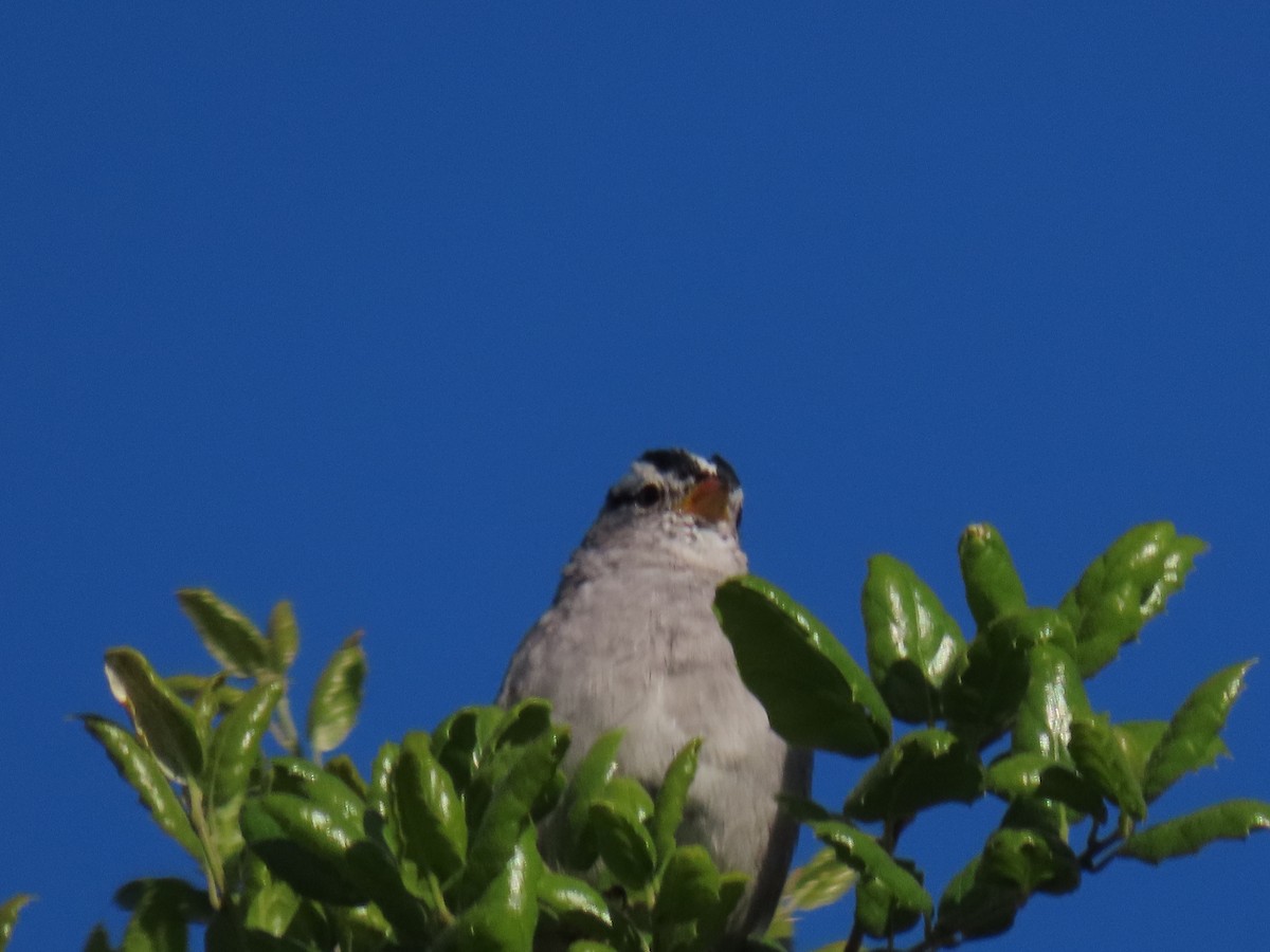 Bruant à couronne blanche - ML617153111