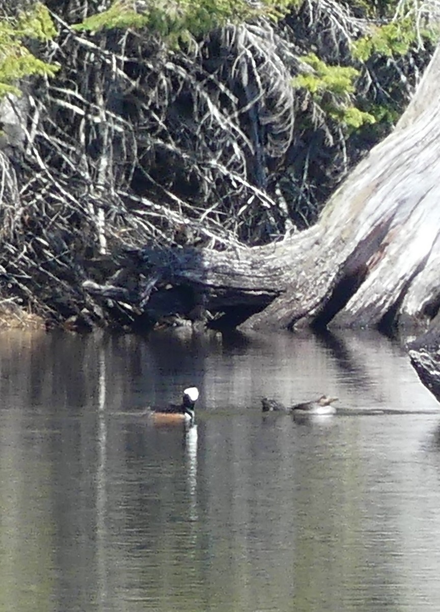 Hooded Merganser - ML617153127