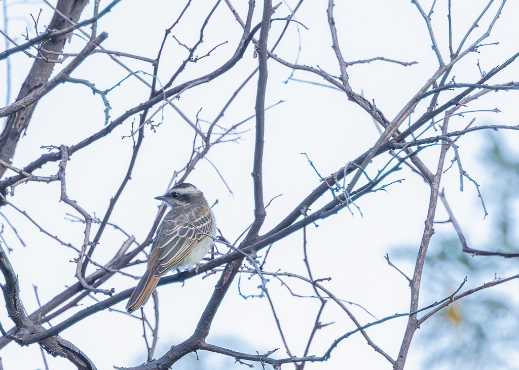 Variegated Flycatcher - Daniel Esser