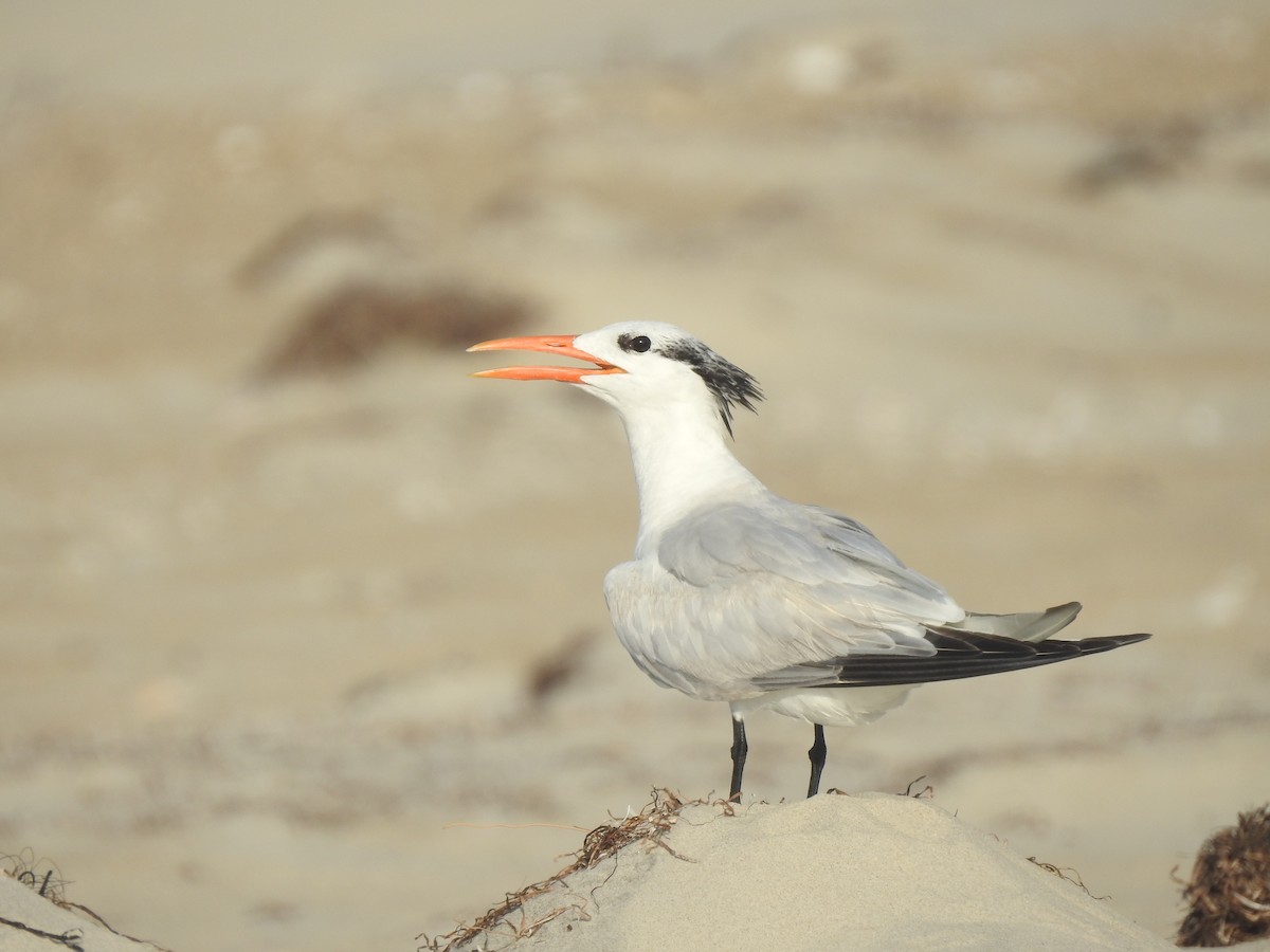 Royal Tern - ML617153172