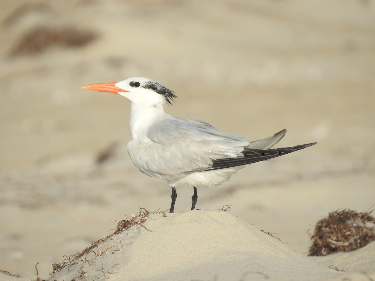 Royal Tern - ML617153178