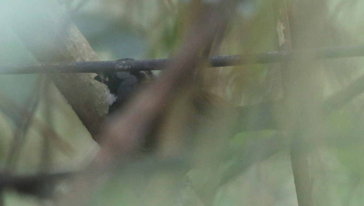 Sierra Nevada Brushfinch - ML617153226