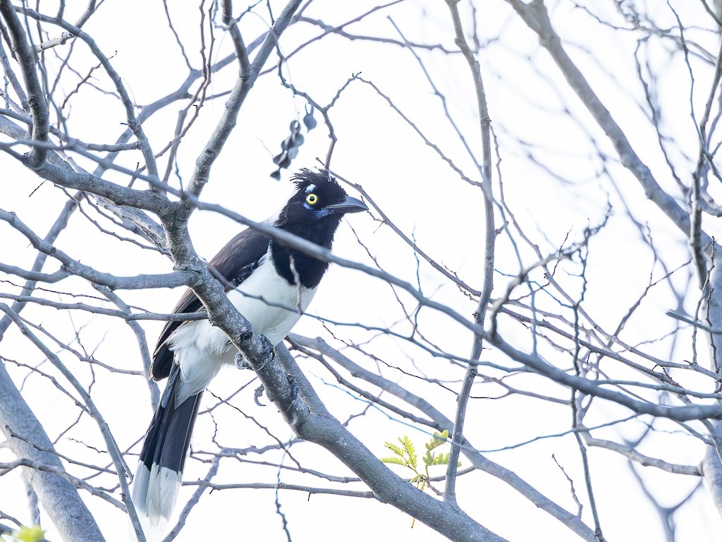 White-naped Jay - ML617153232