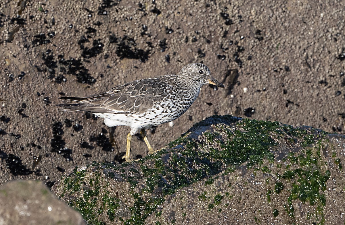 Surfbird - Terry  Hurst