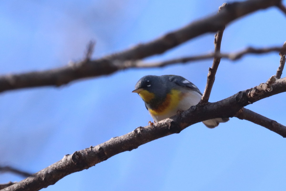 Northern Parula - ML617153311