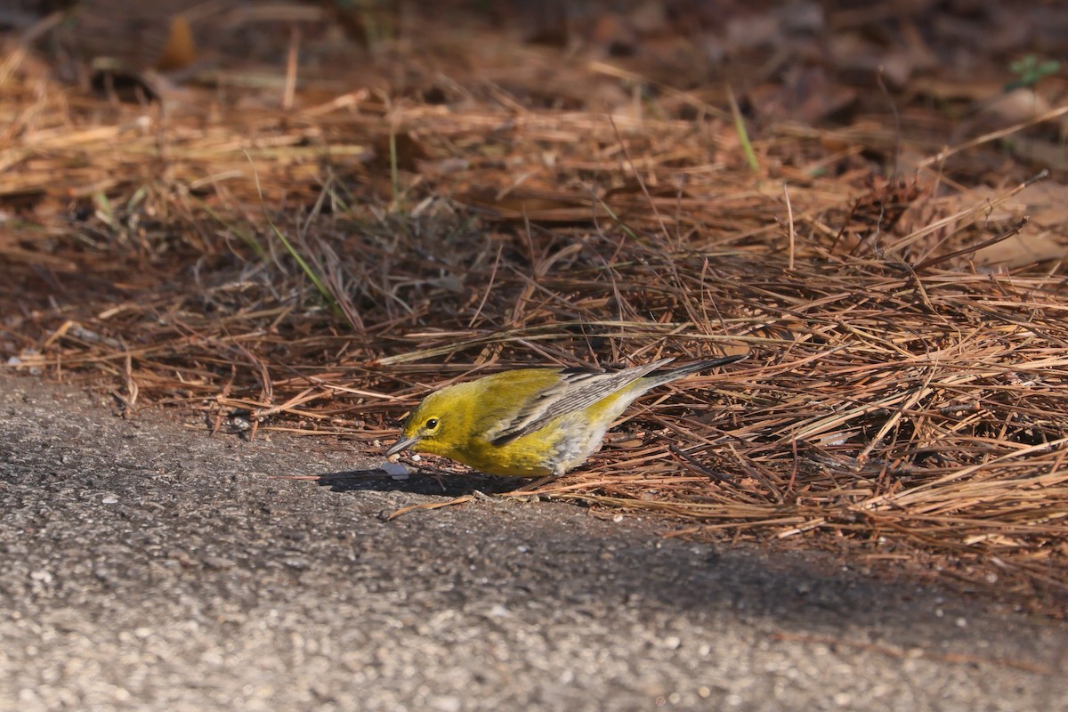 Pine Warbler - ML617153352