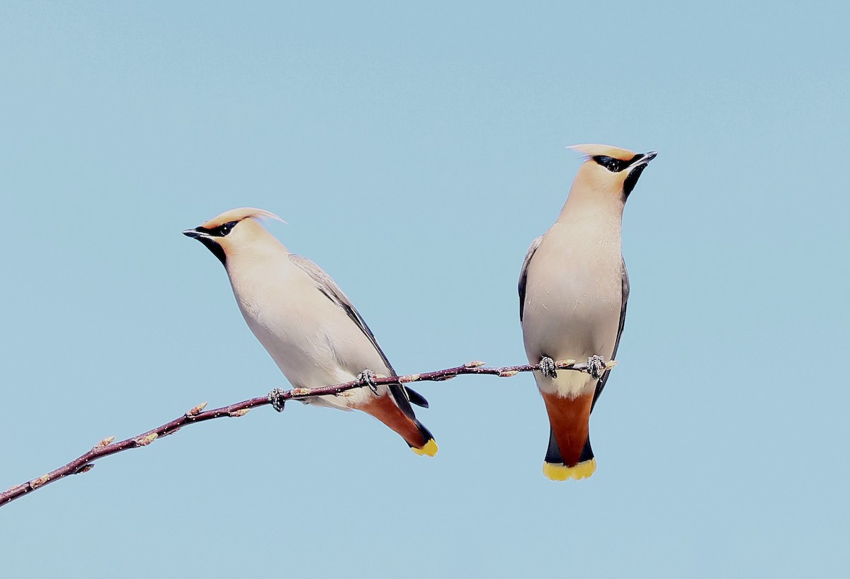 Bohemian Waxwing - ML617153377