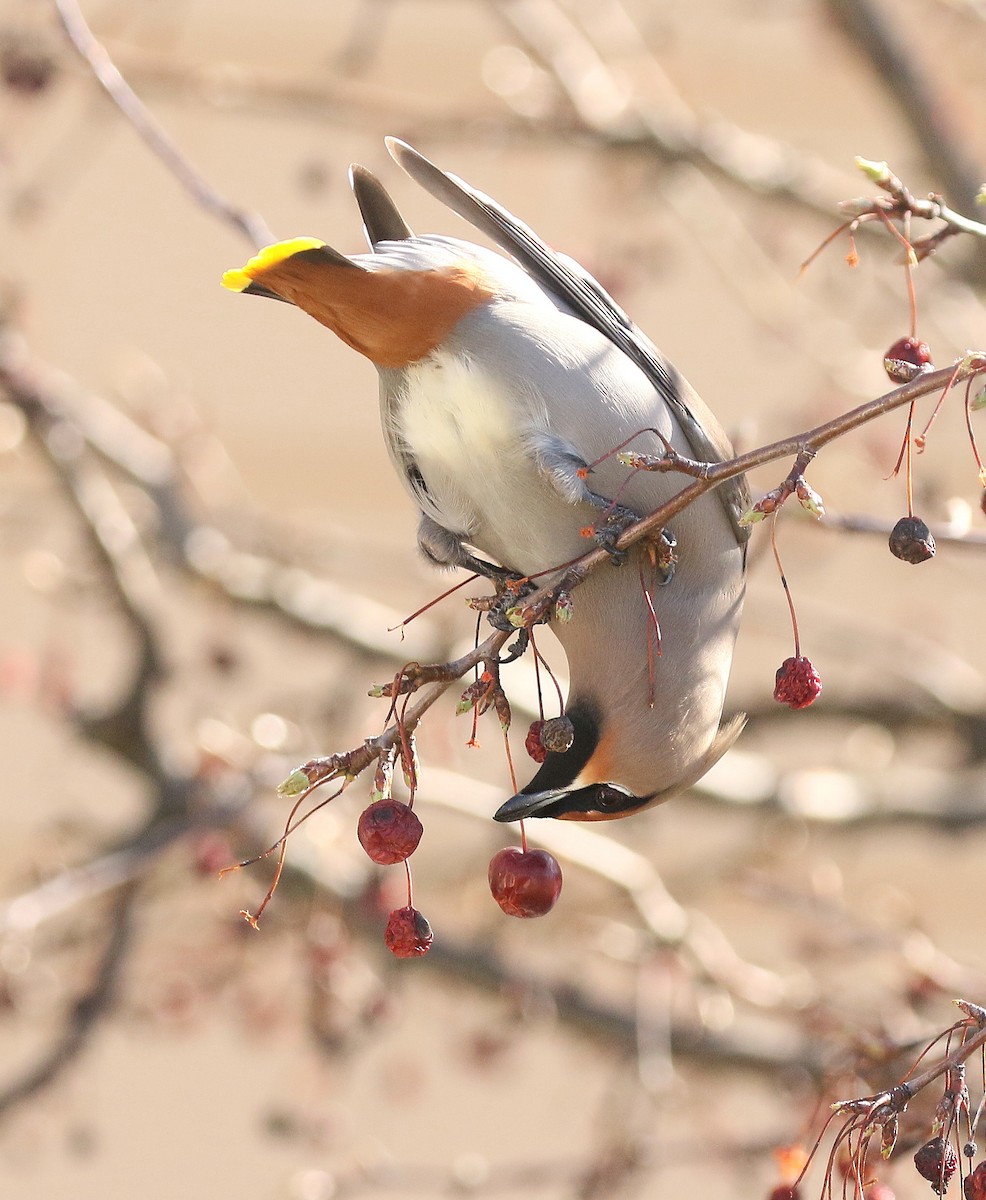 Bohemian Waxwing - ML617153378