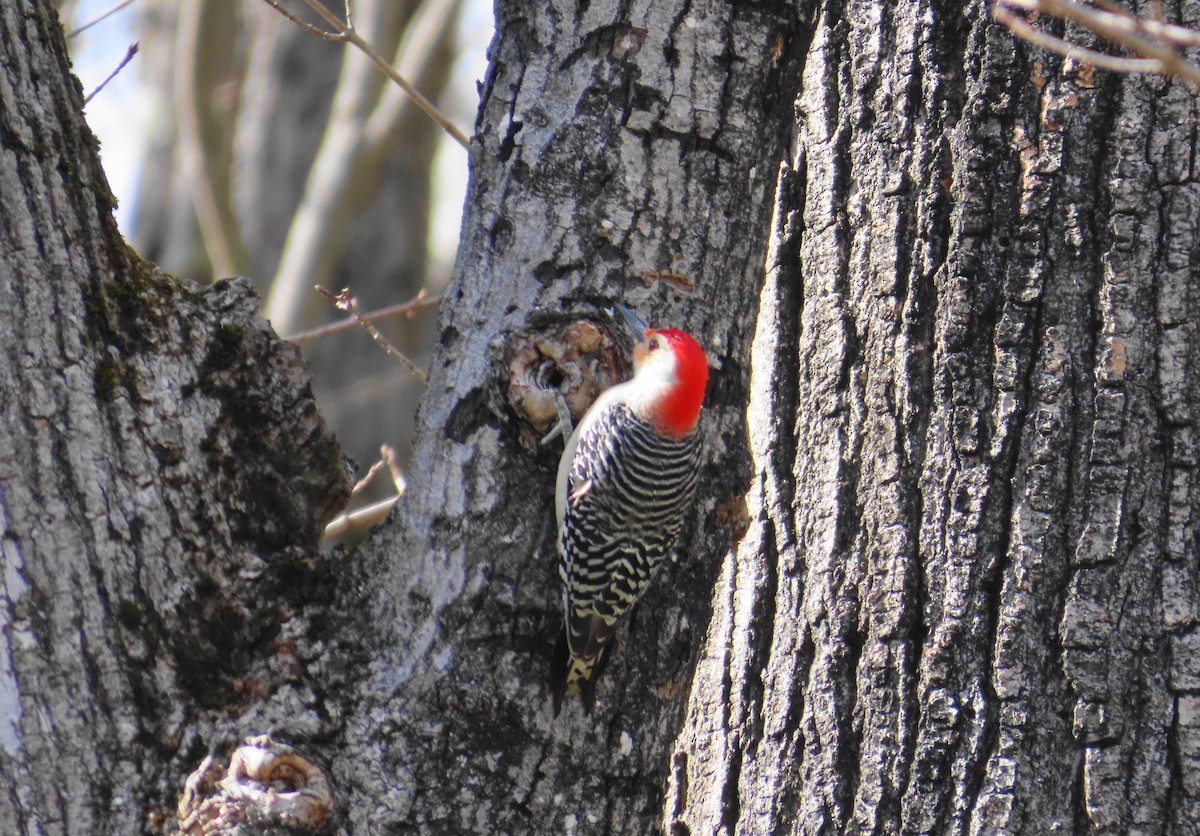 Red-bellied Woodpecker - ML617153420